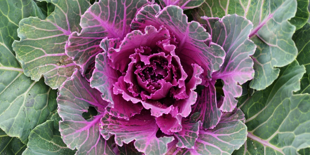 Okrasná-kapusta-Brassica-oleracea-acephala-rostlinkovo