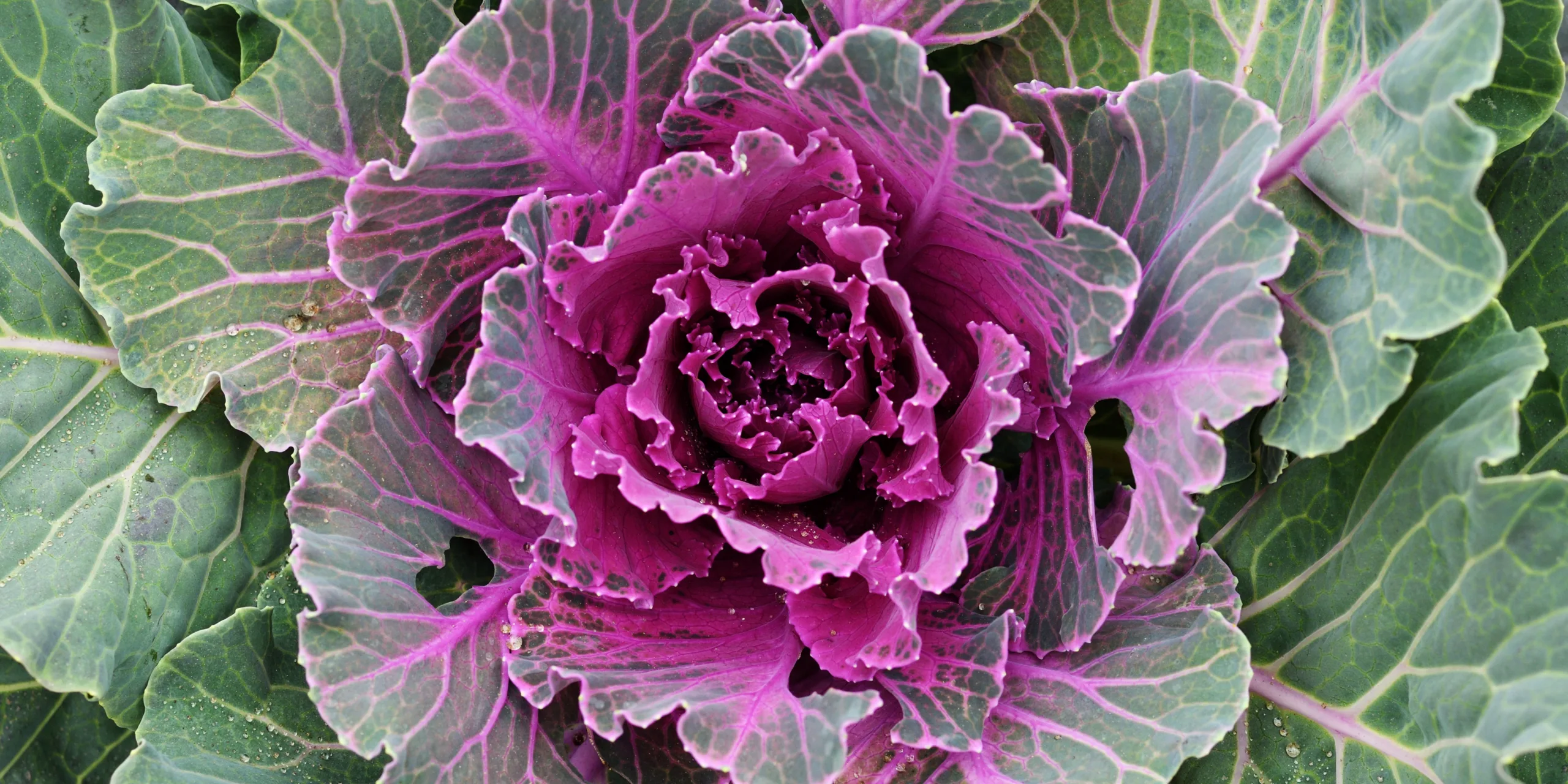 Okrasná-kapusta-Brassica-oleracea-acephala-rostlinkovo