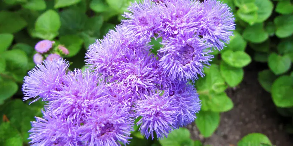 agerát-mexický-rostlinkovo