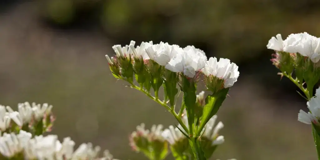 Limonka-zprohýbaná-rostlinkovo