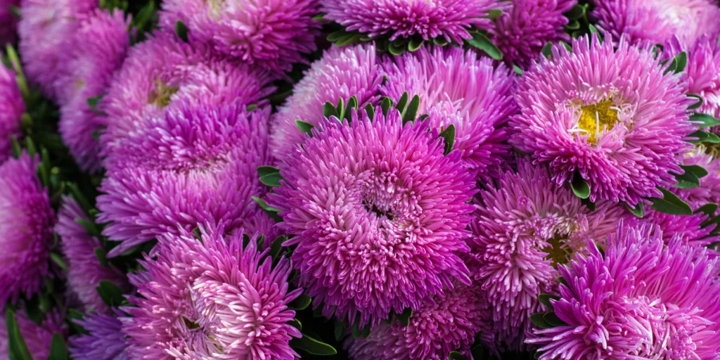 Astra-čínská-rostlinkovo