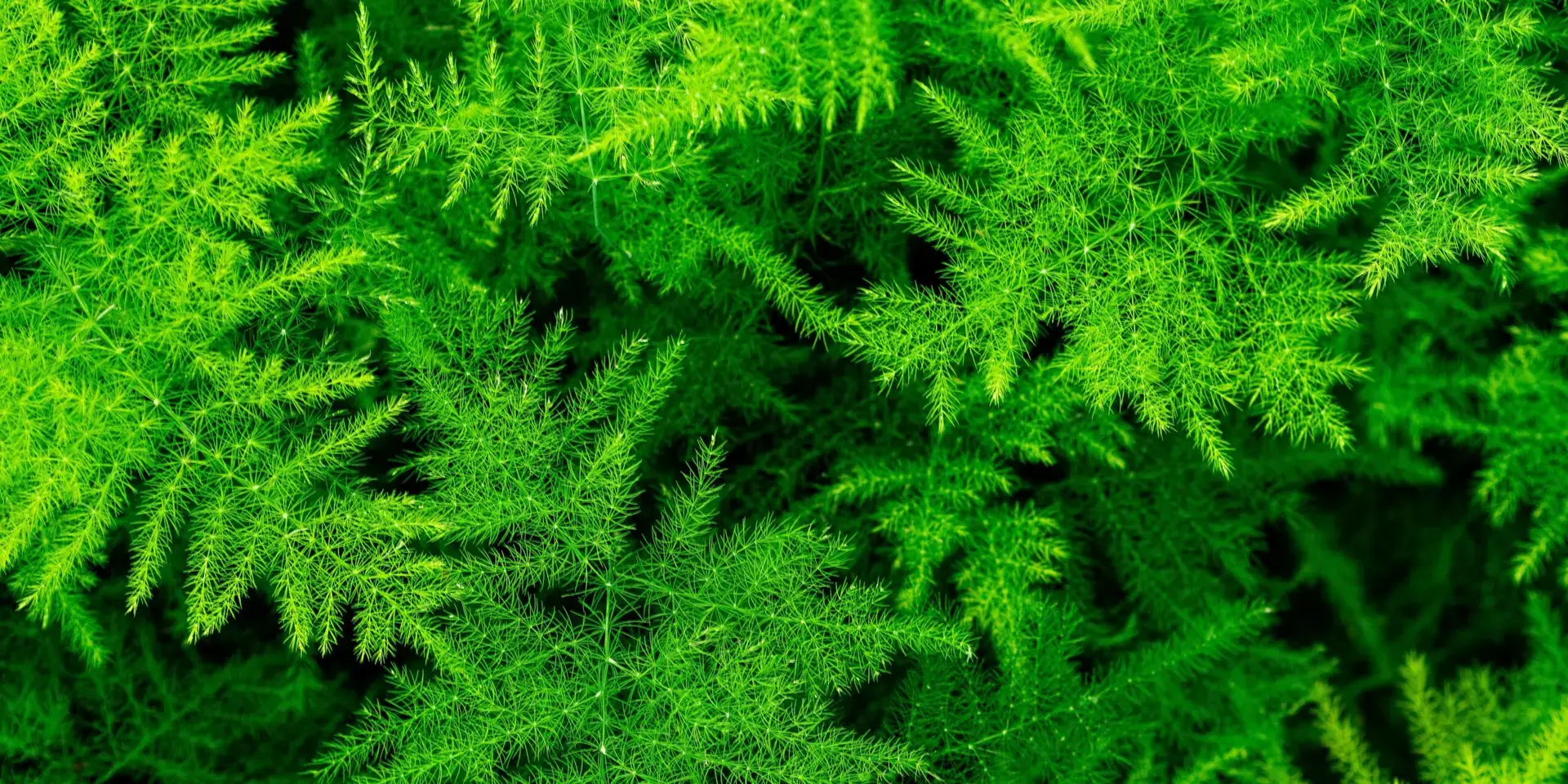 asparagus-pokojovy-chrest-rostlinkovo