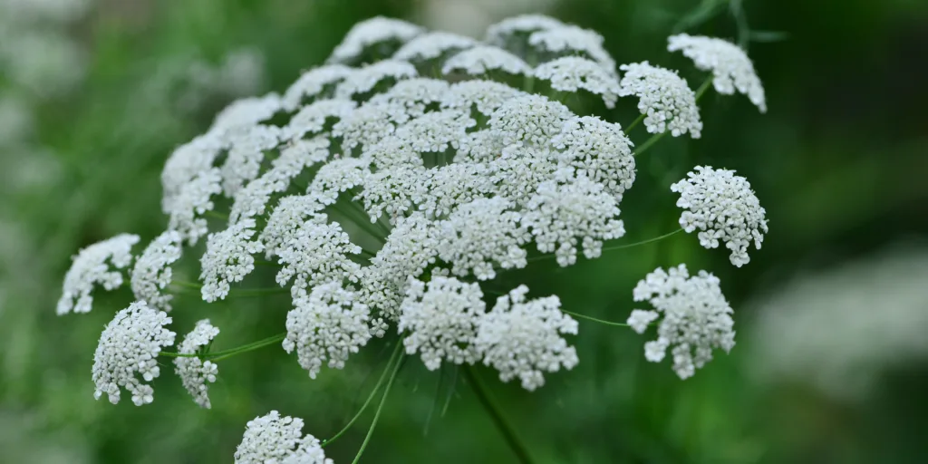 Moračina-větší-rostlinkovo