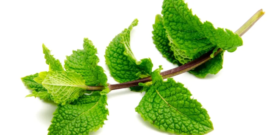 Máta-peprná-léčivé-rostliny-rostlinkovo