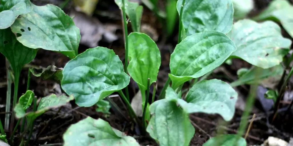 jitrocel-lecive-rostliny-rostlinkovo