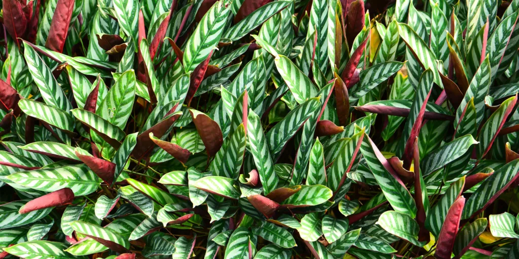 calathea-kalatea-pestovani-rostlinkovo