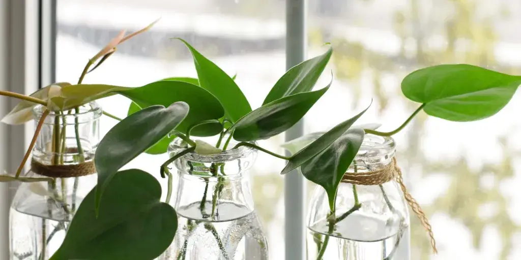 philodendron-jak-rozmnozovat-rostlinkovo