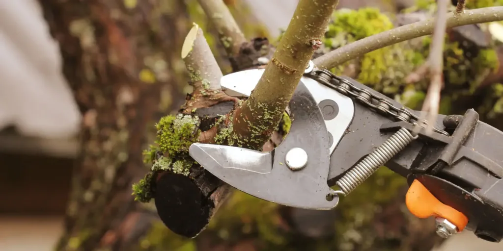 Řez-a-tvarování-stromů-a-keřů-rostlinkovo