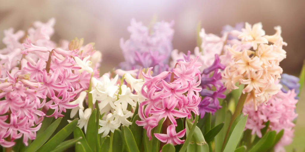 Hyacinty-pestovani-rostlinkovo