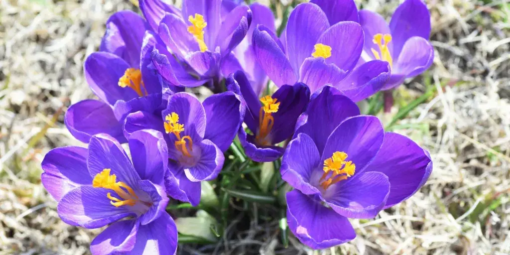 krokusy-pestovani-rostlinkovo