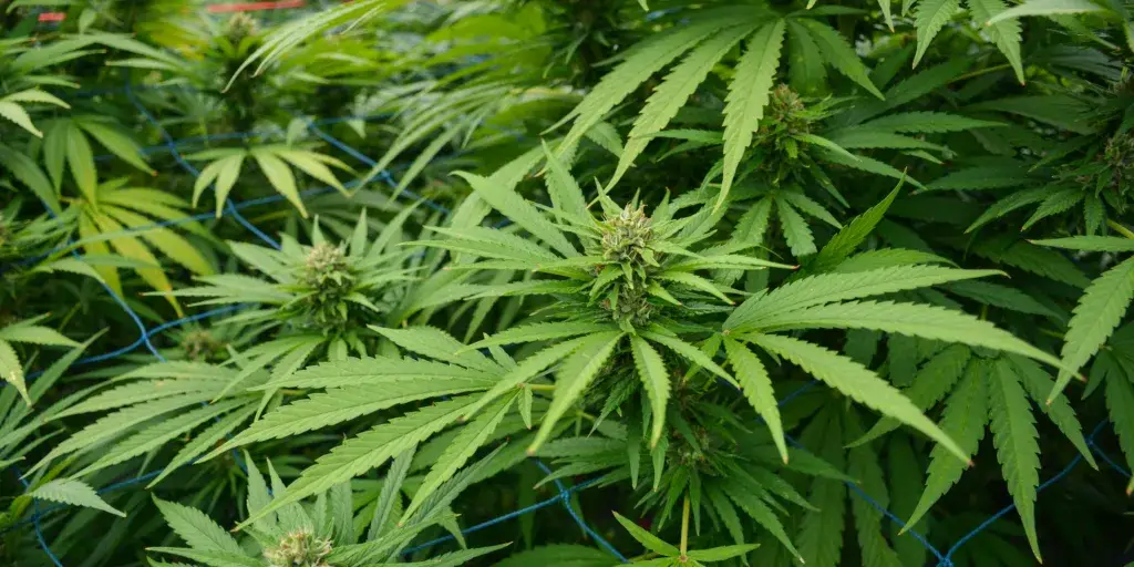 konopi-cannabis-rostlinkovo