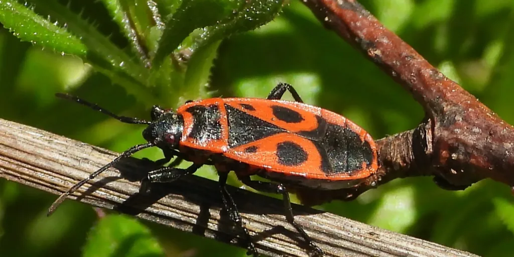 Ruměnice-pospolná-tramvajka-rostlinkovo
