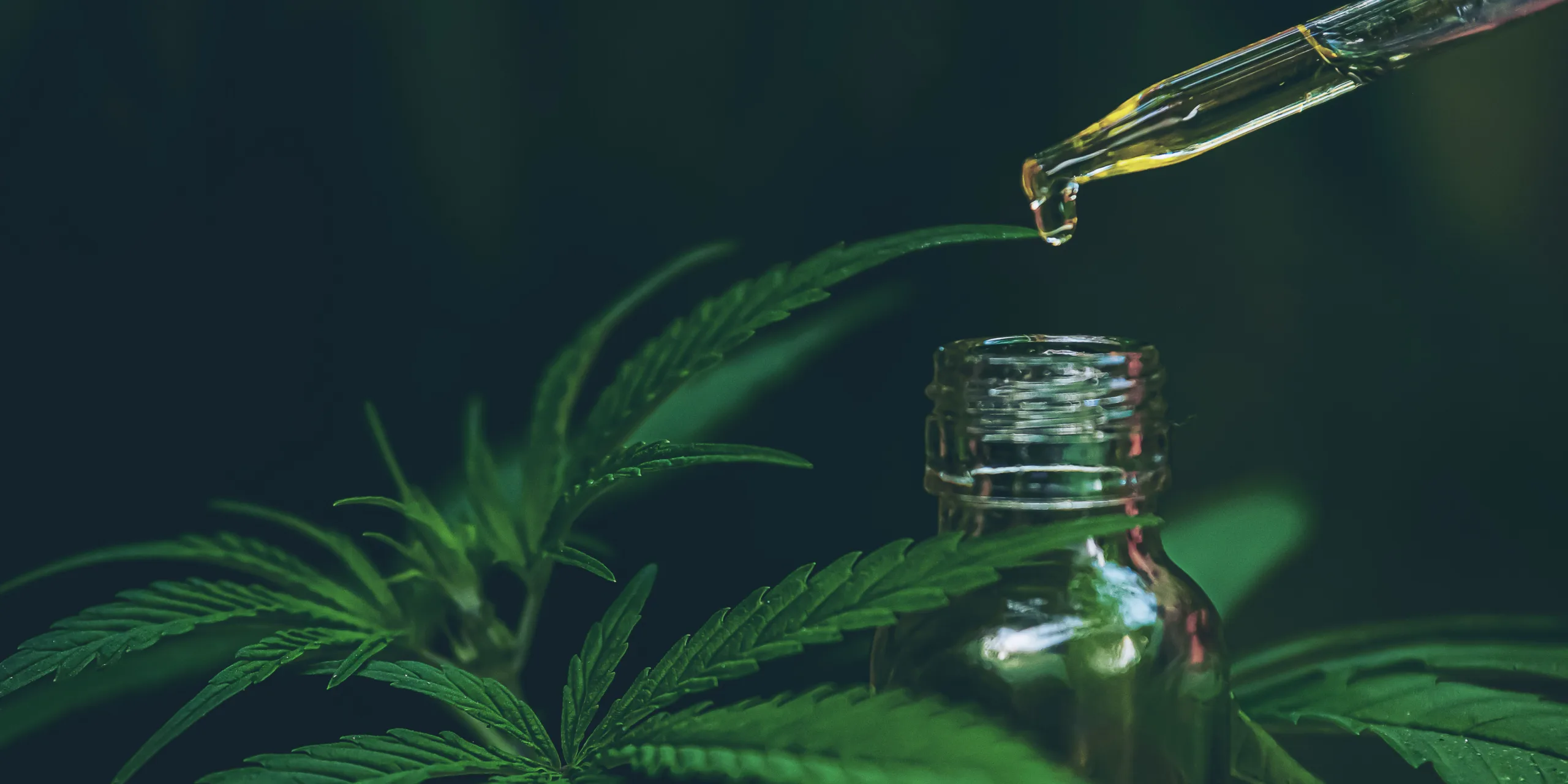 cbd-ucinky-rostlinkovo