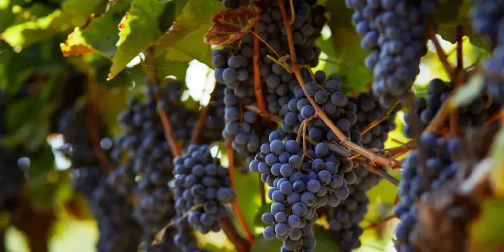 Réva-vinná-pěstování-rostlinkovo