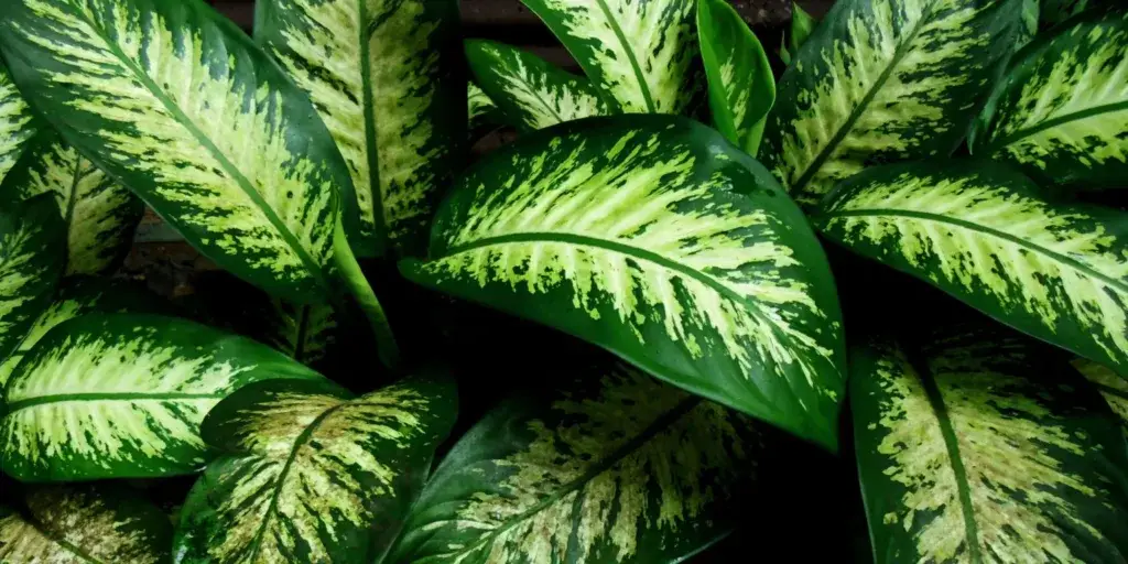dieffenbachia-jedovate-rostliny-rostlinkovo