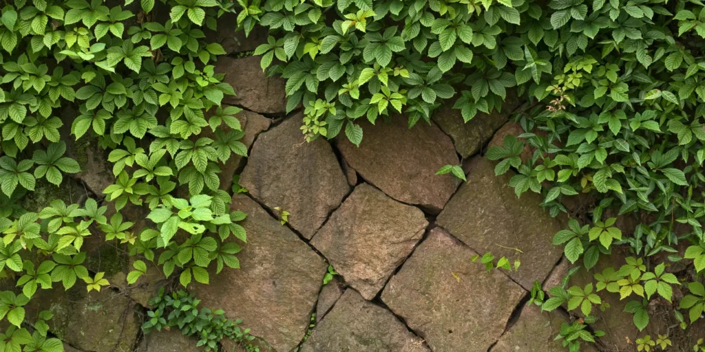 divoké-víno-přísavník-pětilistý-pěstování-rostlinkovo