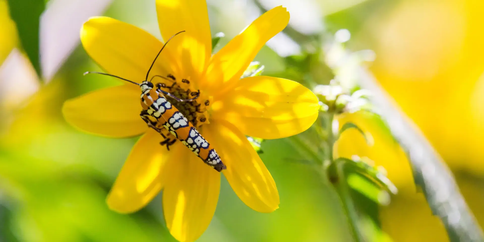 Dvouzubec-rostlinkovo