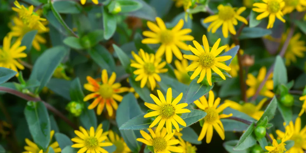 Sanvitálie-rostlinkovo