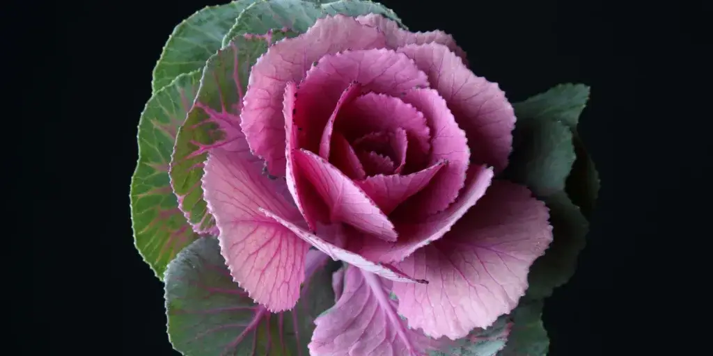 Okrasná-kapusta-Brassica-oleracea-acephala-rostlinkovo