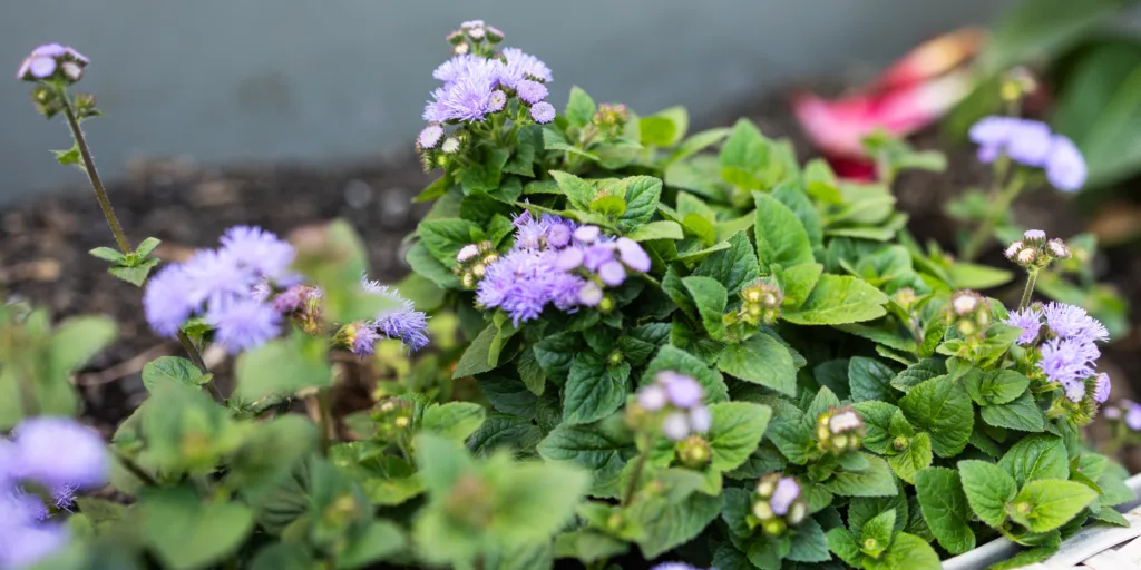 agerát-mexický-rostlinkovo