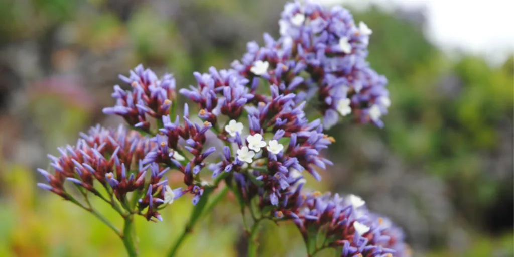 Limonka-zprohýbaná-rostlinkovo