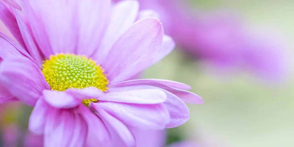 Astra-čínská-rostlinkovo