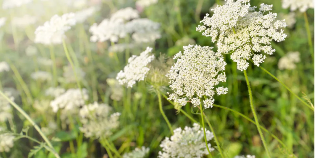 Moračina-větší-rostlinkovo