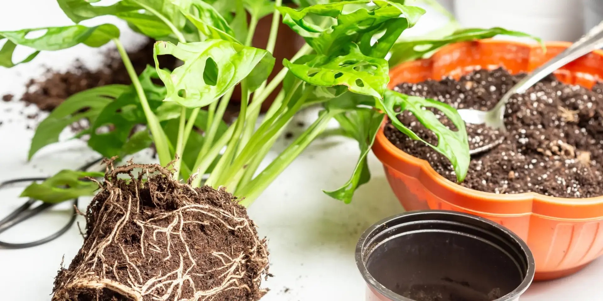 Monstera-adansonii-pokojove-rostliny-rostlinkovo