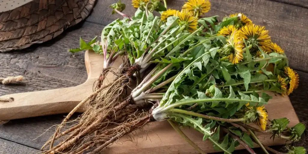 pampeliska-lekarska-taraxacum-officinale-rostlinkovo
