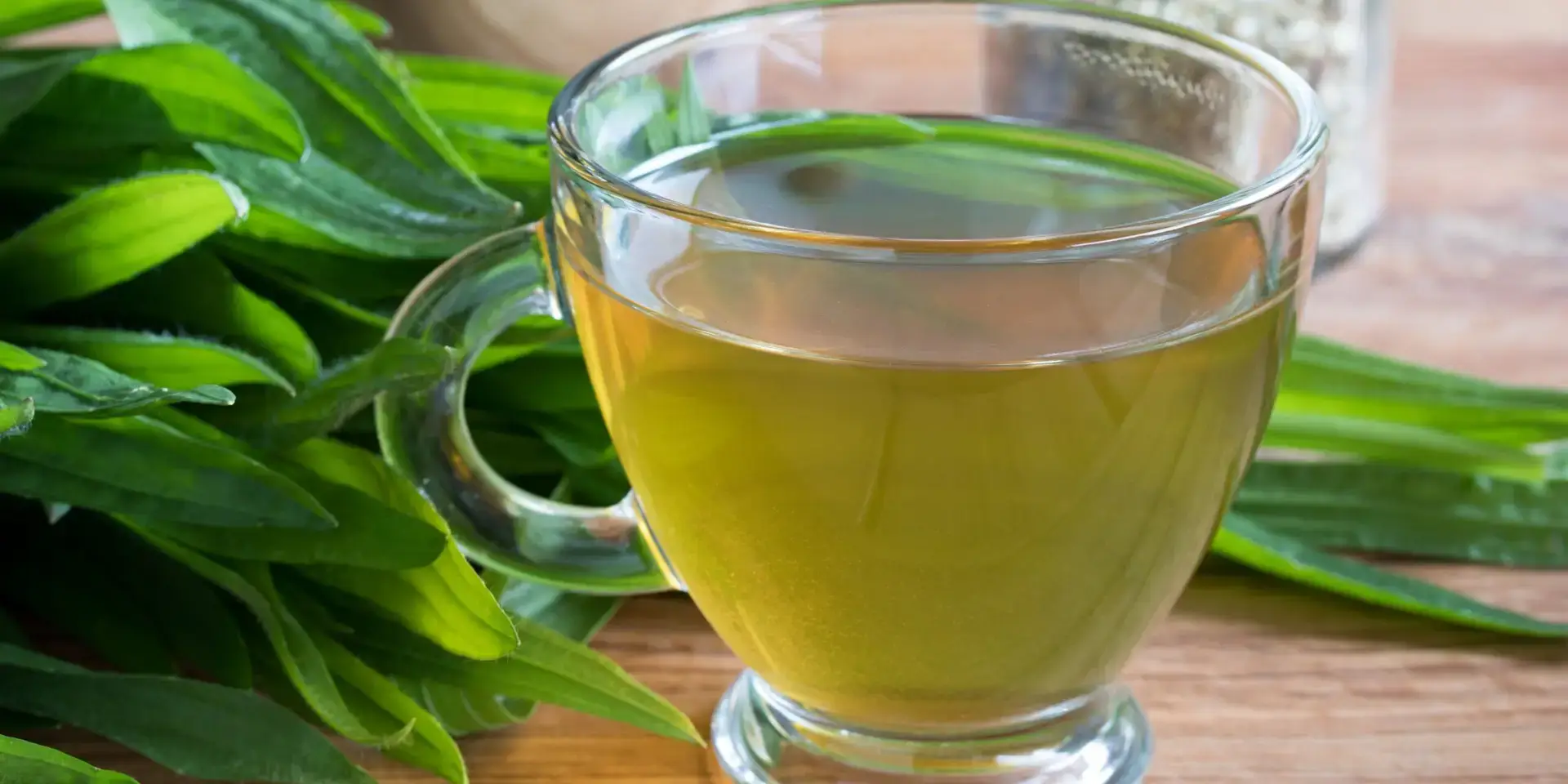 jitrocel-lecive-rostliny-rostlinkovo