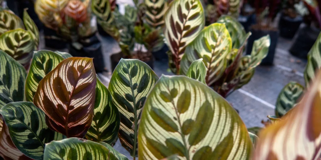 calathea-kalatea-pestovani-rostlinkovo