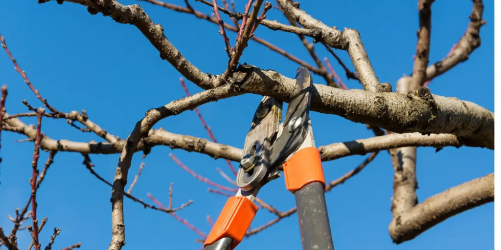 Řez-a-tvarování-stromů-a-keřů-rostlinkovo