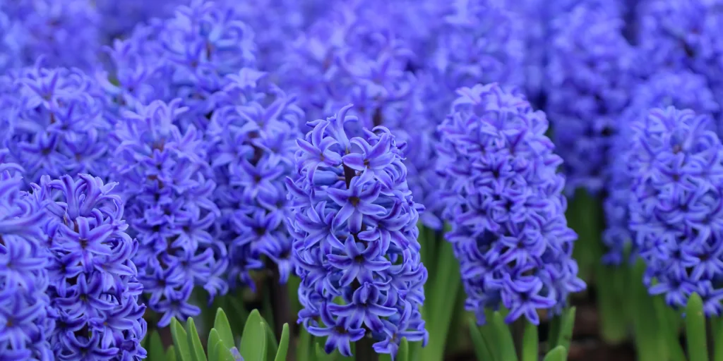 Hyacinty-pestovani-rostlinkovo