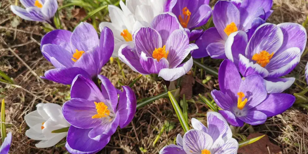 krokusy-pestovani-rostlinkovo