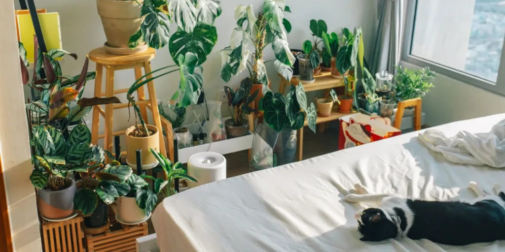 pokojove-rostliny-vhodne-do-loznice-rostlinkovo