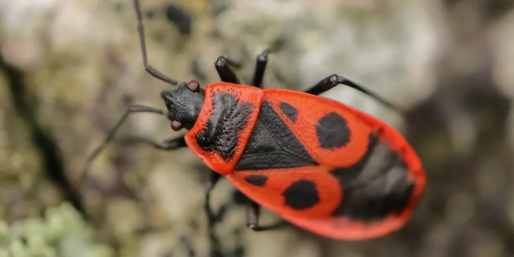 Ruměnice-pospolná-tramvajka-rostlinkovo