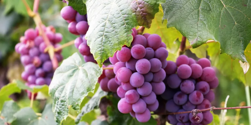 Réva-vinná-pěstování-rostlinkovo