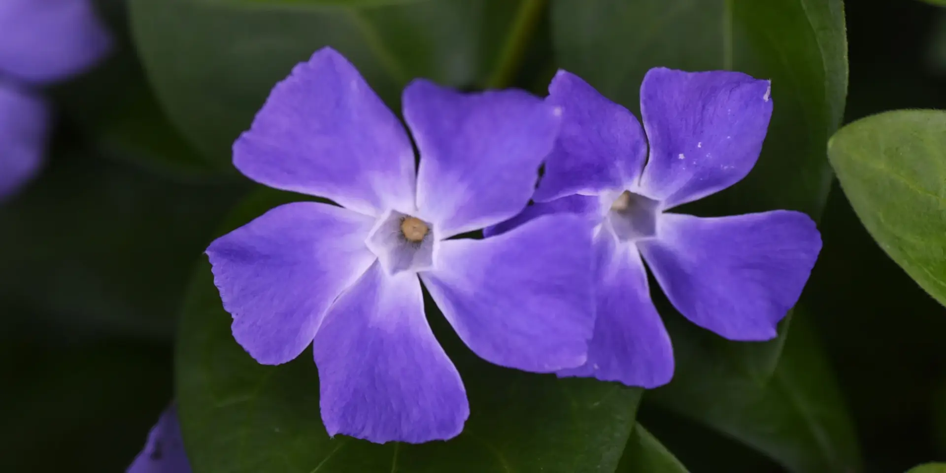 barvinek-mensi-vinca-minor-pestovani-rostlinkovo