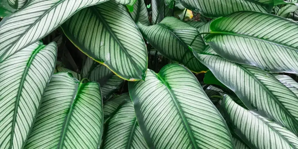 dieffenbachia-jedovate-rostliny-rostlinkovo