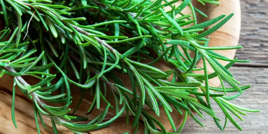 Rozmarýn-rostlinkovo