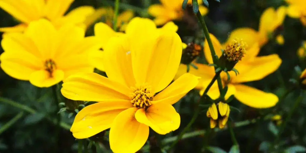 Dvouzubec-rostlinkovo