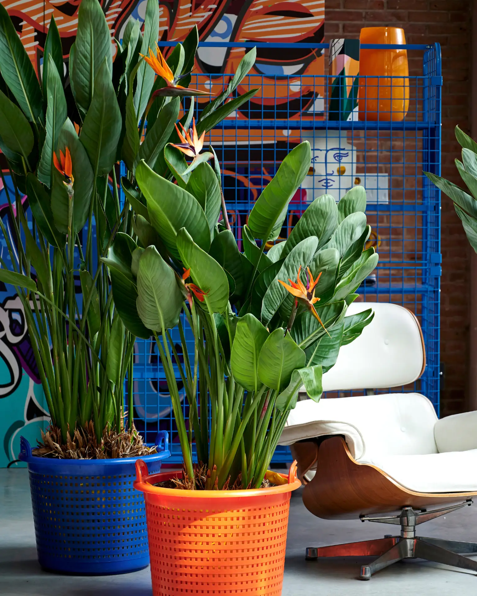 strelitzia-pokojove-rostliny-rostlinkovo