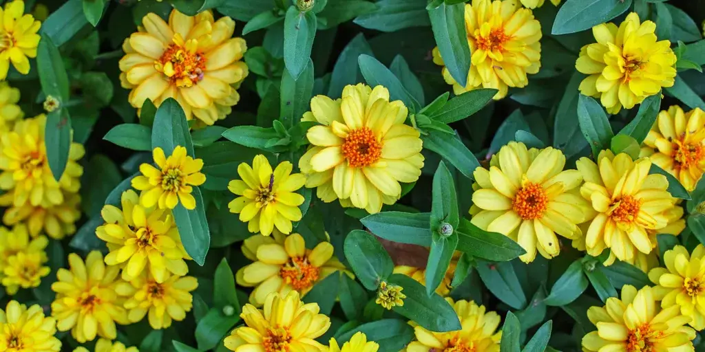 Sanvitálie-rostlinkovo