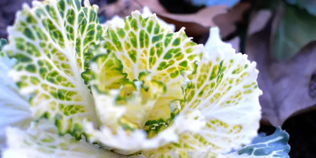 Okrasná-kapusta-Brassica-oleracea-acephala-rostlinkovo