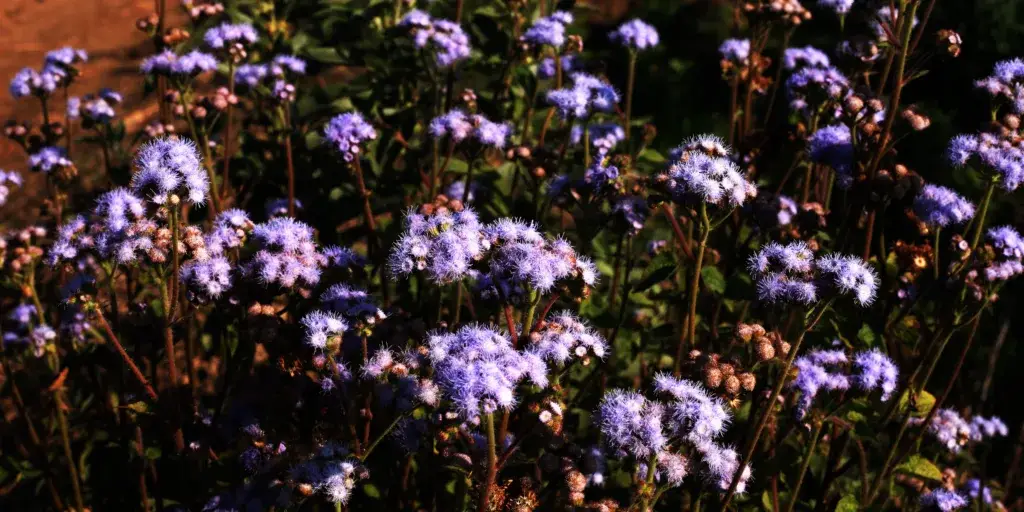 agerát-mexický-rostlinkovo