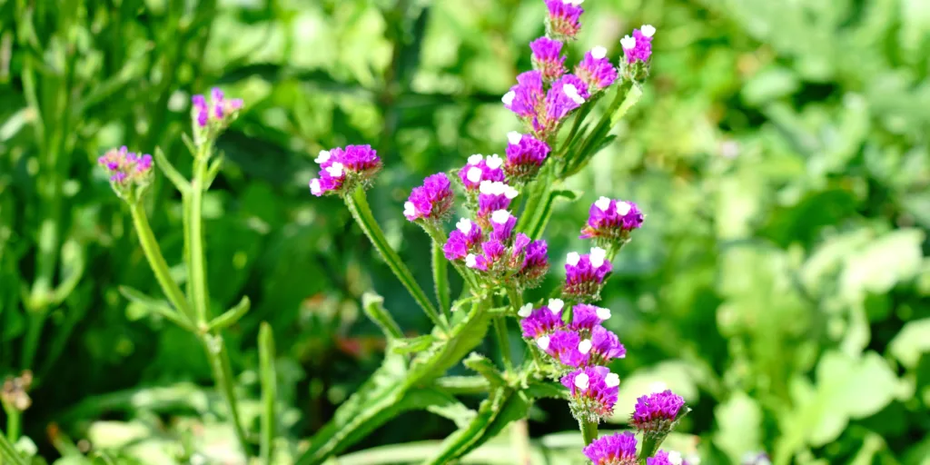 Limonka-zprohýbaná-rostlinkovo