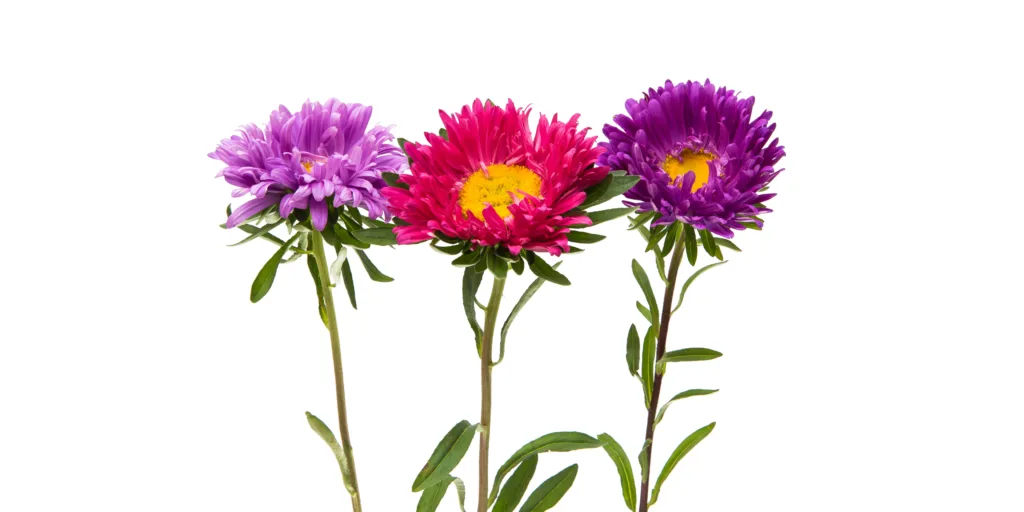 Astra-čínská-rostlinkovo