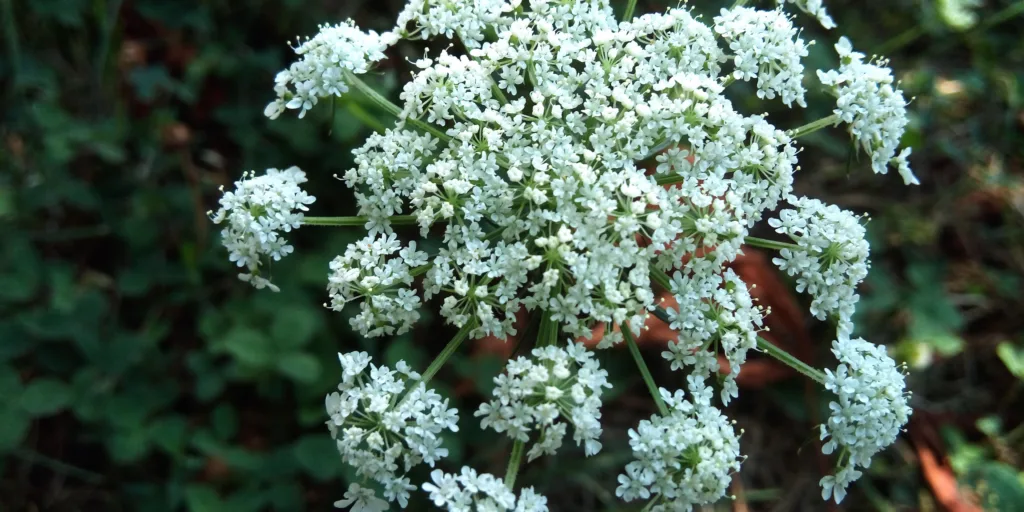 Moračina-větší-rostlinkovo