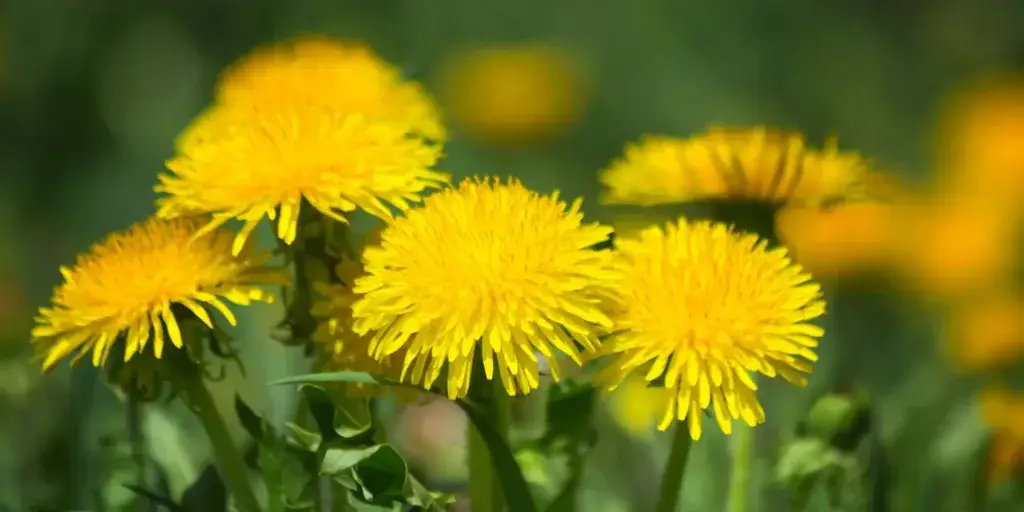 pampeliska-lekarska-taraxacum-officinale-rostlinkovo