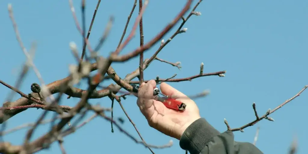 Řez-a-tvarování-stromů-a-keřů-rostlinkovo